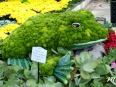 decorative frog